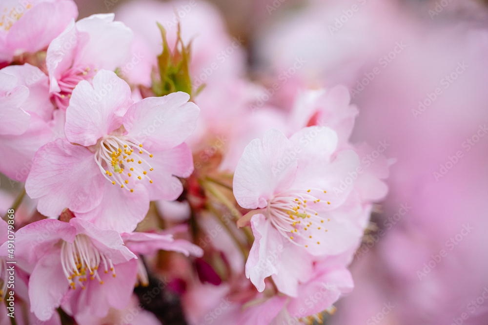 河津桜　クローズアップ