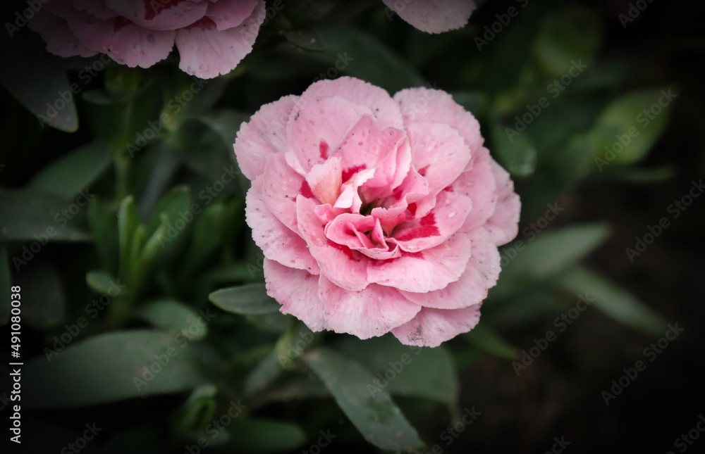 pink rose in garden pink rose in garden