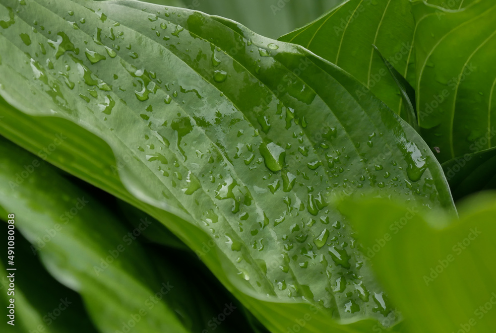 leaf with drops leaf with drops