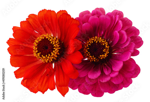 Two pink zinnia.