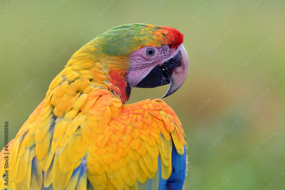 Portrait of a parrot macaw bird with its beautiful and colorful feathers