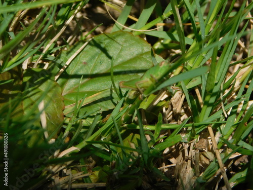 Closeup background photo of lawn, green grass blades, weed and soil.