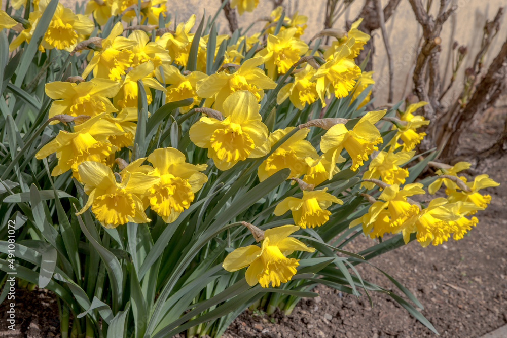 Fototapeta premium detail of spring flowering garden