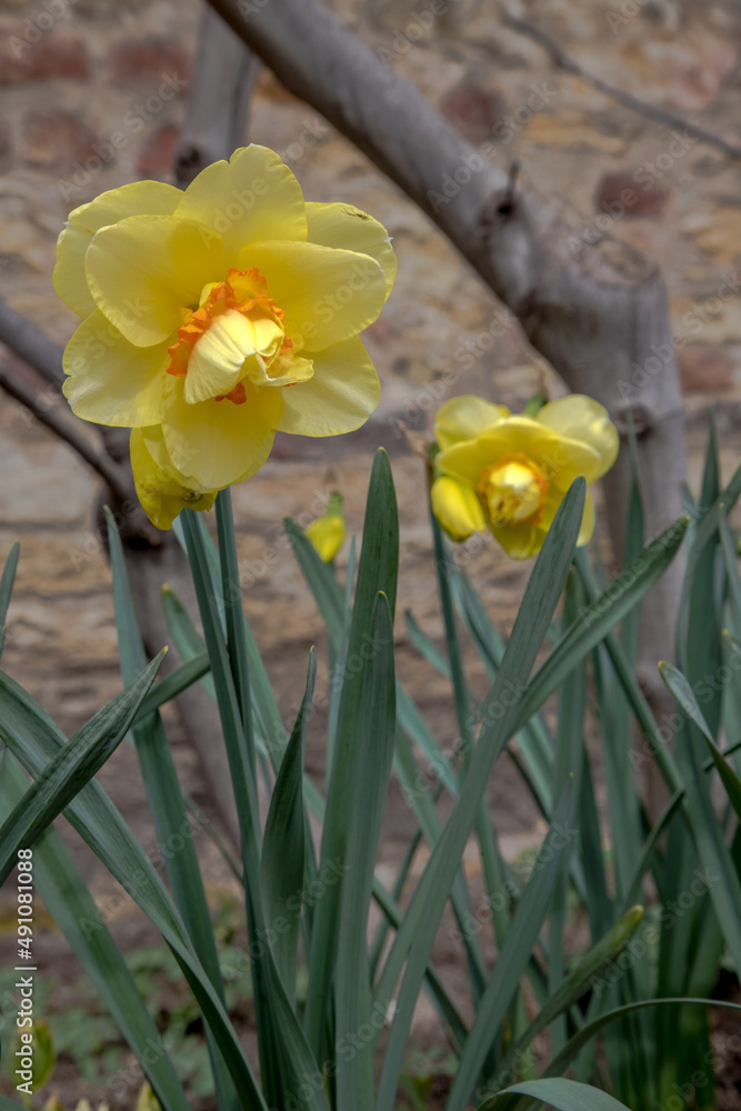 Obraz premium detail of spring flowering garden
