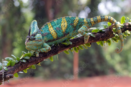 Female veiled chameleon on a tree branch