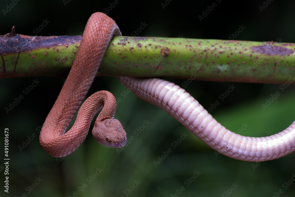 Fototapeta premium Red mangrove pit viper coiled around a tree branch