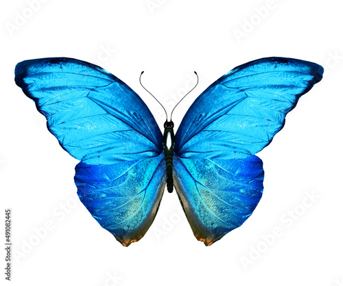 Color Morpho butterfly , isolated on the white background © suns07butterfly
