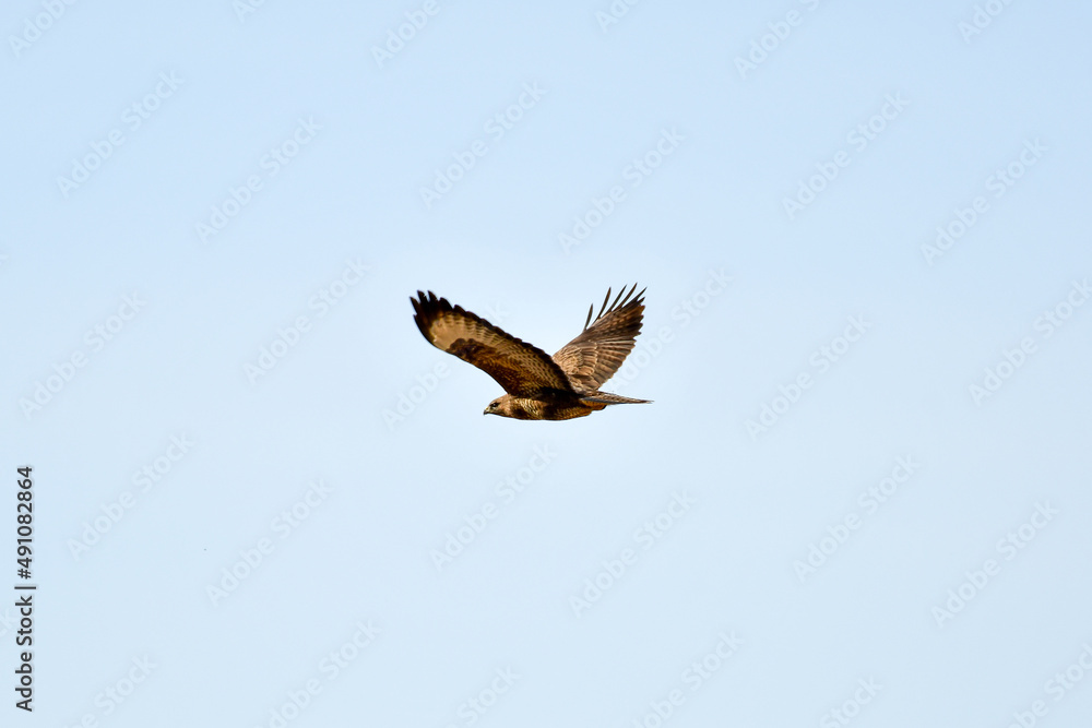 Common buzzard (Buteo buteo) - A large bird of prey with brown plumage, it flies high in the blue sky. Common buzzard (Buteo buteo) - A large bird of prey with brown plumage, it flies high in the blue sky.