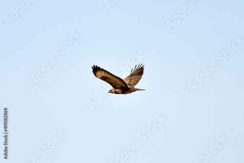 Common buzzard (Buteo buteo) - A large bird of prey with brown plumage, it flies high in the blue sky.