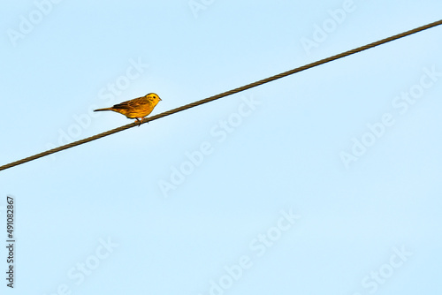 Yellowhammer (Emberiza citrinella) The little yellow bird sits on the power line and sings at night.