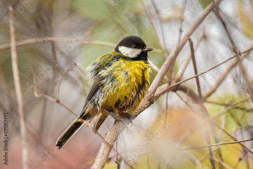 Great tit (Parus major) is a small colorful bird with yellow plumage, sitting on a tree branch and thoroughly cleaning its feathers after swimming in a puddle.