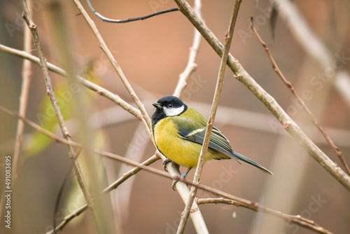 Great tit (Parus major) is a small colorful bird with yellow plumage, sitting on a tree branch during the day.