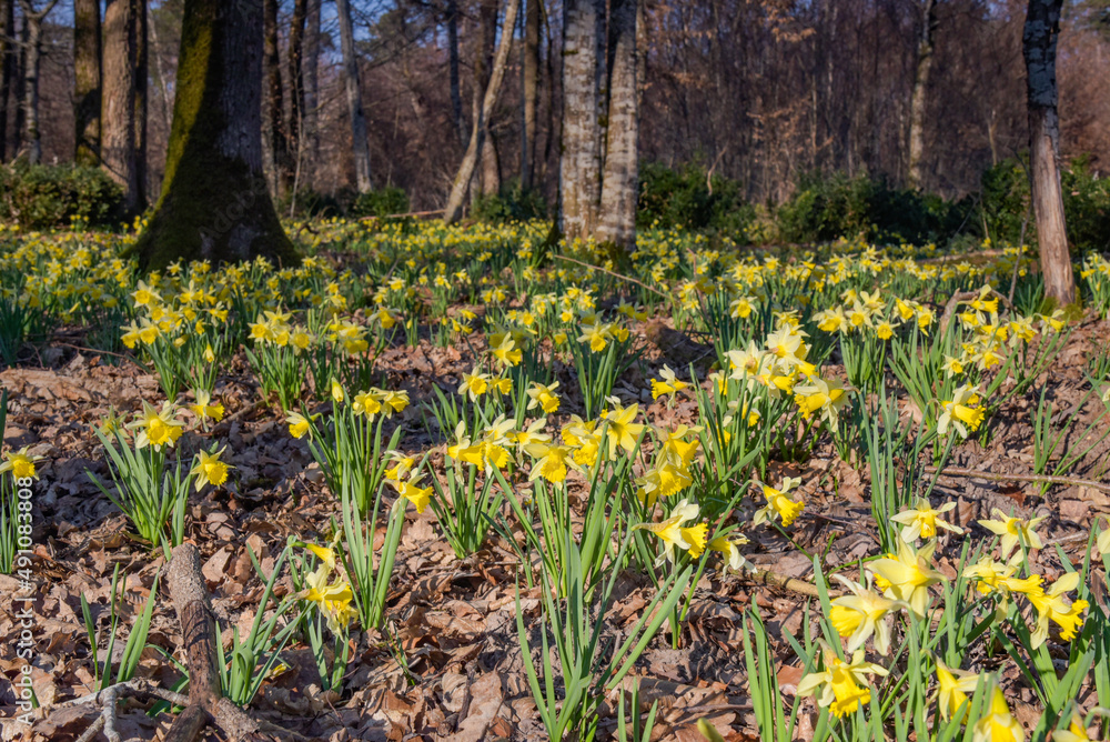 view of a daffodil field in the forest view of a daffodil field in the forest