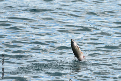 Leaping coho salmon in the waters of Resurrection Bay near Seward, Alaska. photo