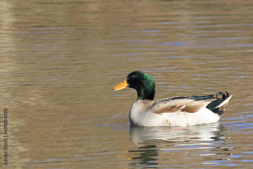 Stockente (Anas platyrhynchos) Stockente (Anas platyrhynchos)