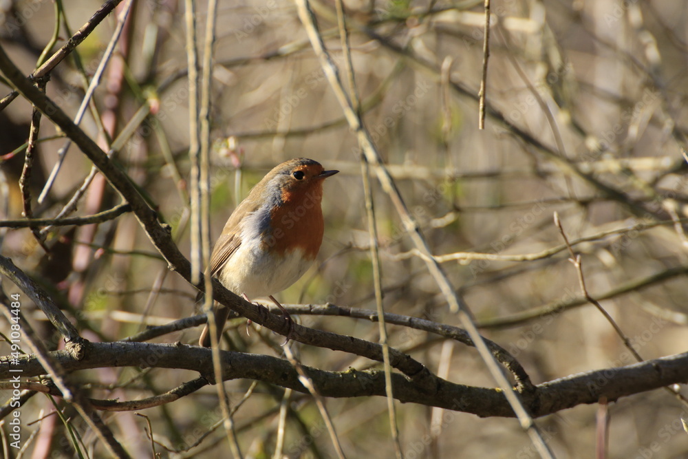 Rotkehlchen (Erithacus rubecula) Rotkehlchen (Erithacus rubecula)