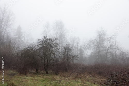 Canadian rain forest with green trees. Early morning fog in winter season. Tynehead Park in Surrey, Vancouver, British Columbia, Canada. Nature Background