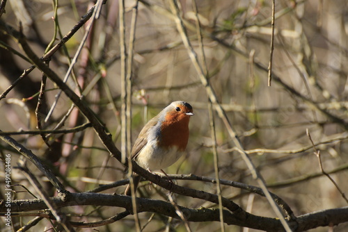 Rotkehlchen (Erithacus rubecula)