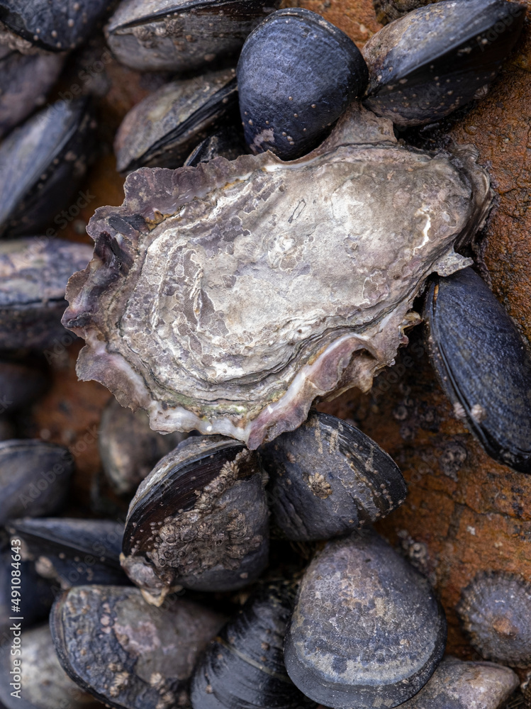Oyster among mussels on the harbour wall