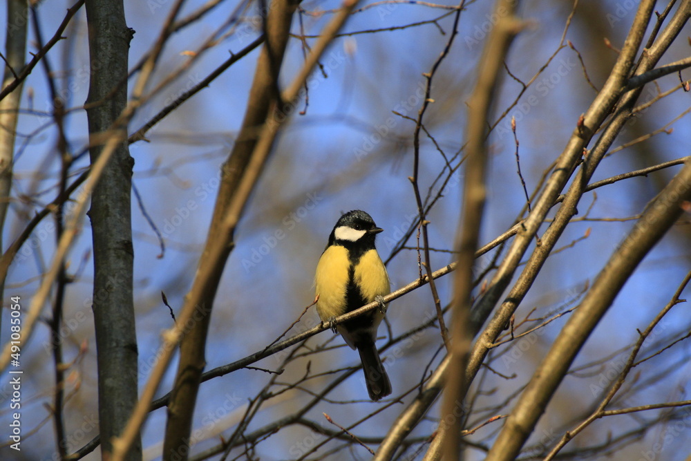 Naklejka premium Kohlmeise (Parus major)