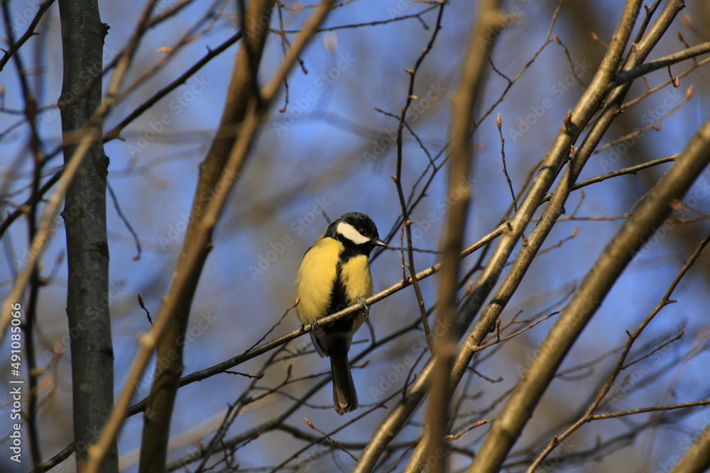 Naklejka premium Kohlmeise (Parus major)