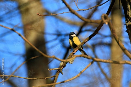 Kohlmeise (Parus major)