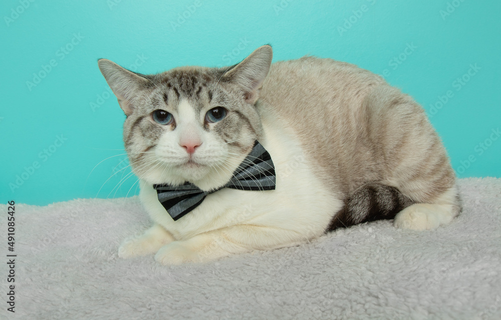 grey and white cat wearing a bow tie