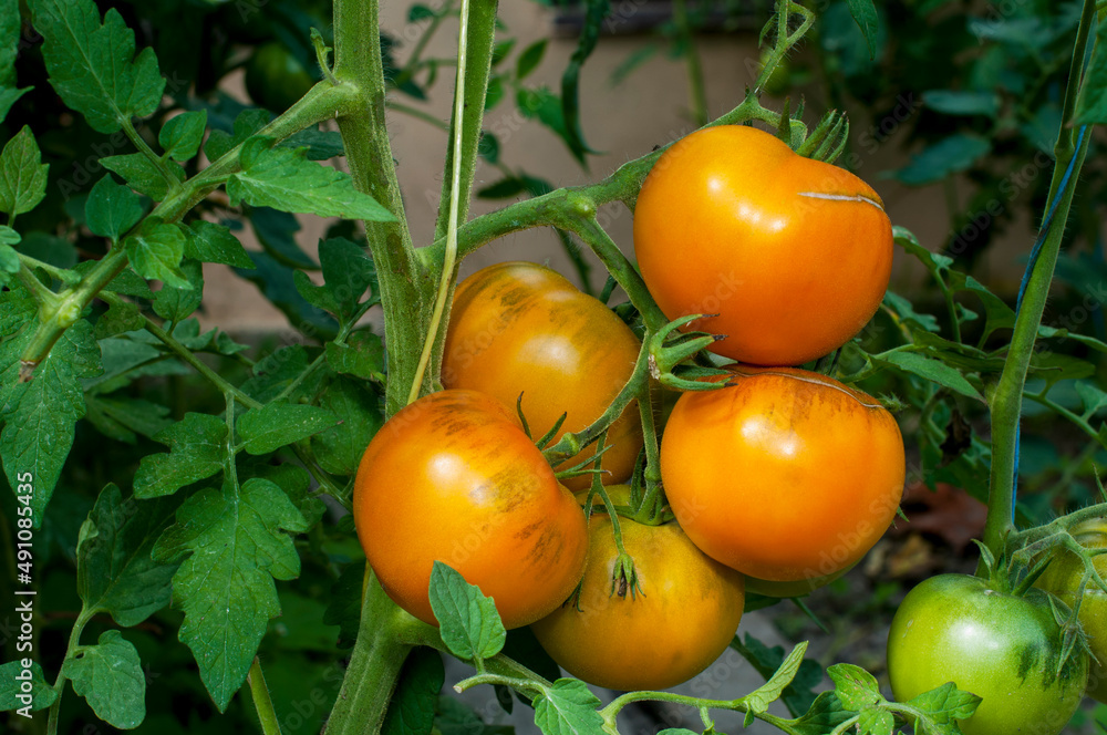 Yellow tomatoes grow in bunches in the garden