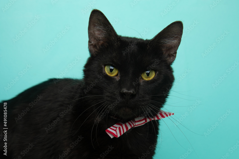 black cat wearing a bow tie close up portrait