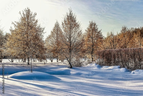 snow covered trees © Olik