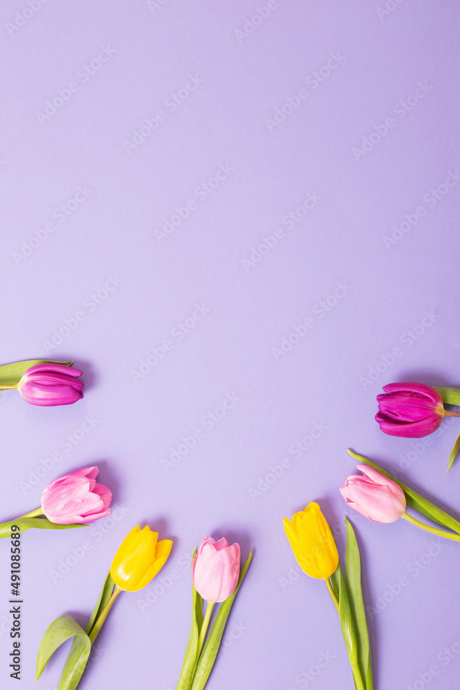 tulips on violet paper background