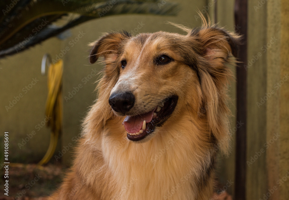 gaucho sheep dog