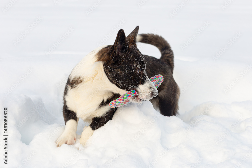 Welsh Corgi Pembroke. Thoroughbred dog in winter. Close-up. Animal themes Welsh Corgi Pembroke. Thoroughbred dog in winter. Close-up. Animal themes