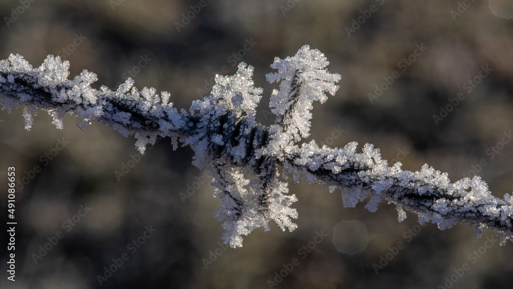Obraz premium Makro Stacheldraht mit Eiskristalle