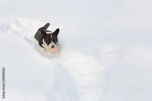 Welsh Corgi Pembroke. Thoroughbred dog in the snow with a toy. Pets. Space for copying
