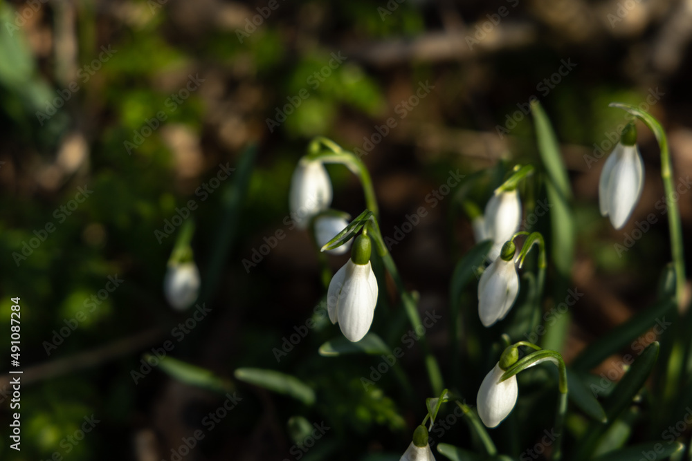 warm outside the first spring white flowers growing in a field warm outside the first spring white flowers growing in a field