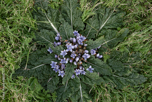 Close up photo of purple mandrake plant in mountain.  Toxic plant. 