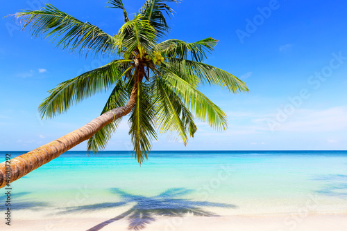 Fototapeta Naklejka Na Ścianę i Meble -  Beautiful sand beach with coconut palm tree against blue sky in Koh Tao, Thailand.