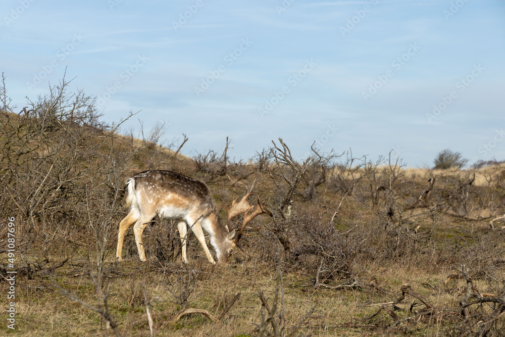 Obraz premium deer in the wild national park