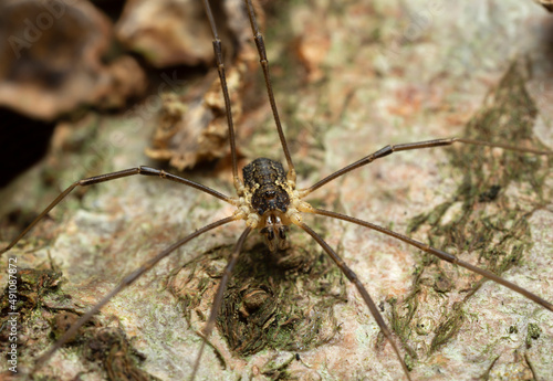 Harvestman, Mitopus morio on bark, this arachnid is common in sweden