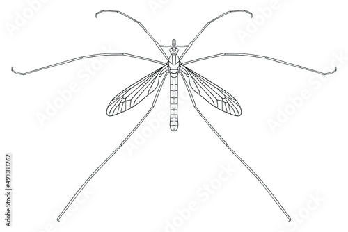 Daddy longlegs, crane fly - black and white vector illustration.