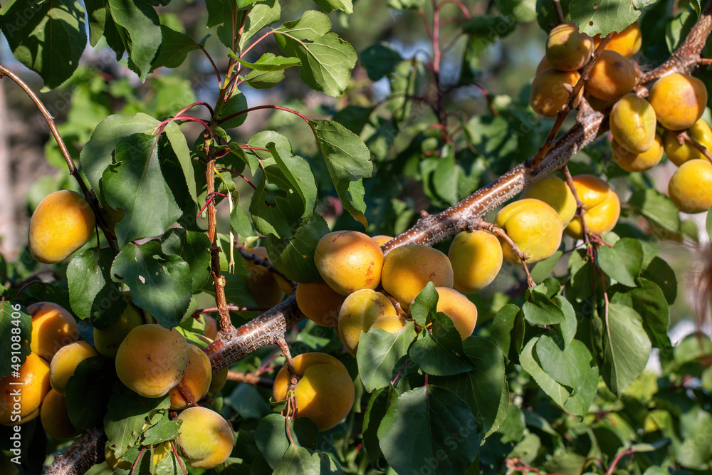 Closeup of the hand of a woman picking apricots from a tree on a fruit farm with a beautiful sun. Vintage apricot orchard.