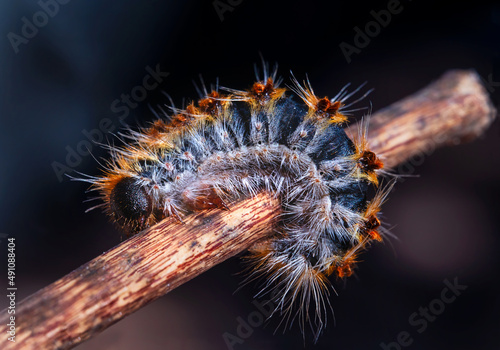 Macro close up of a processionary caterpillar (oruga procesionaria, thaumetopoea pityocampa). photo