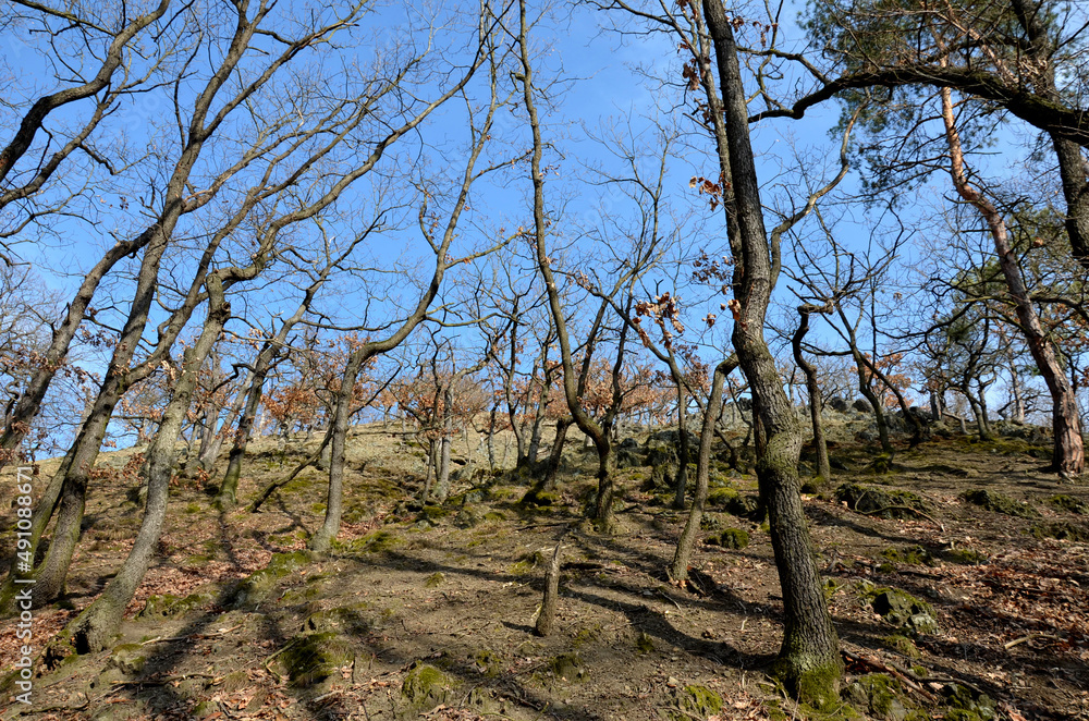 arid communities of rocky slopes and sparse deciduous forests formed by oaks and hornbeams. unusable forestry habitat rich in trees of various ages