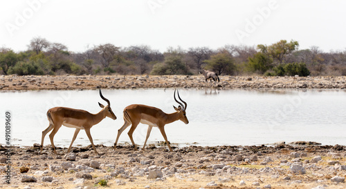 Fototapeta Naklejka Na Ścianę i Meble -  View of two African antelopes