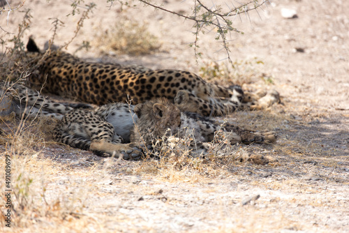 View of cheetah mother with cubs