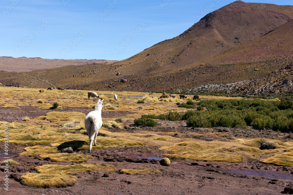 View of llama into andes landscape