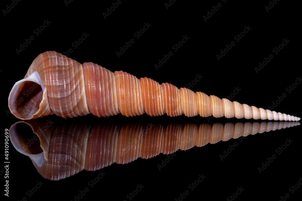 Single snail sea shell of Turritella terebra from the family Turritellidae, isolated on black background, mirror reflection Single snail sea shell of Turritella terebra from the family Turritellidae, isolated on black background, mirror reflection