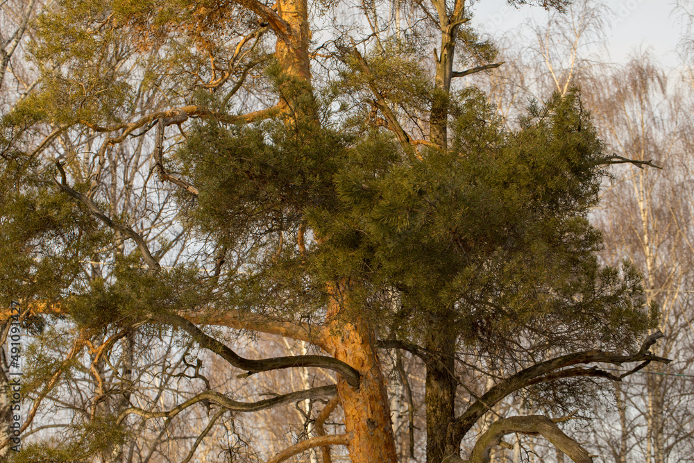 Fototapeta premium Crown of a pine tree, top of a pine tree