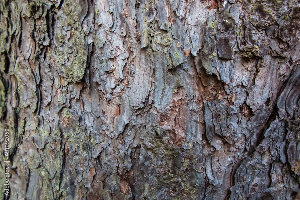 Fototapeta premium pine bark on a tree trunk as background